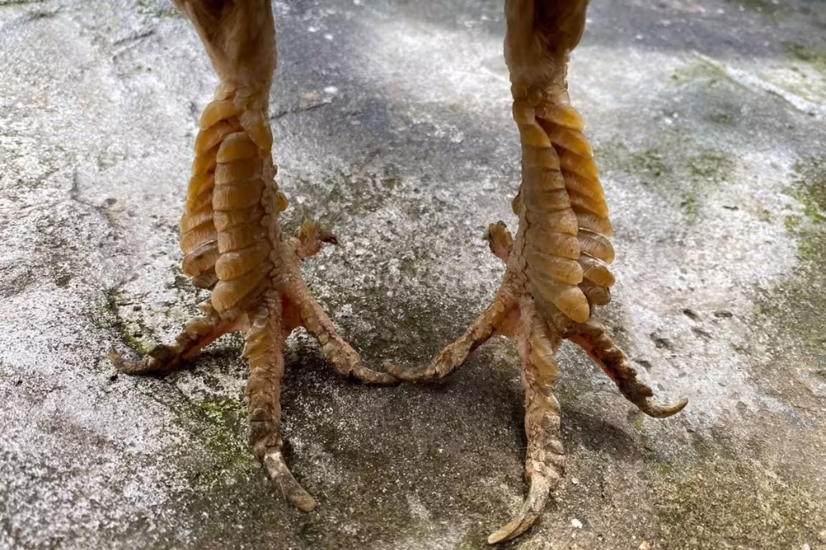 Vảy rồng cực hiếm ở gà chọi