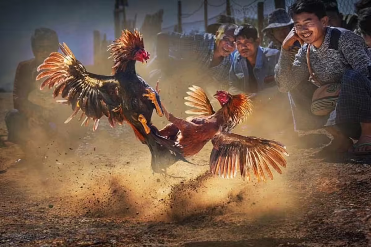 Đá gà cựa dao đầy kịch tính và gay cấn