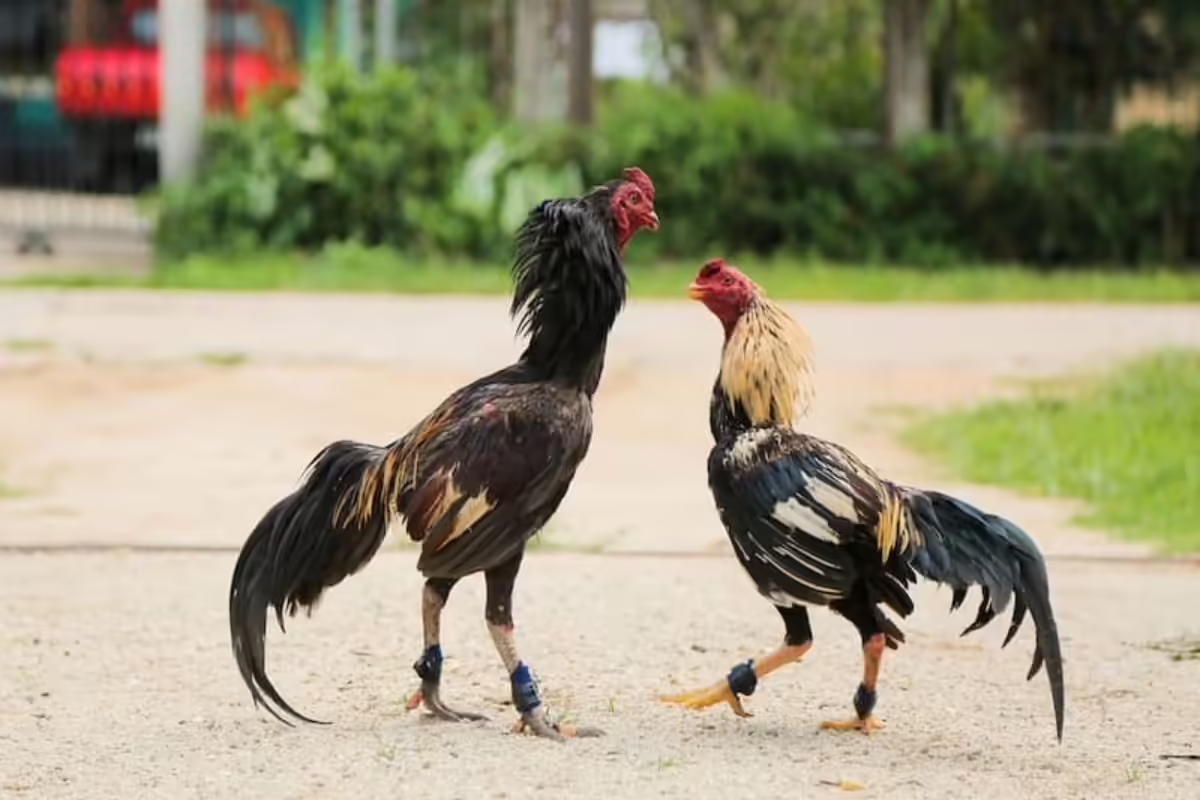 Những lời khuyên quý giá từ Gemwin để bạn luôn thắng khi đá gà cựa dao