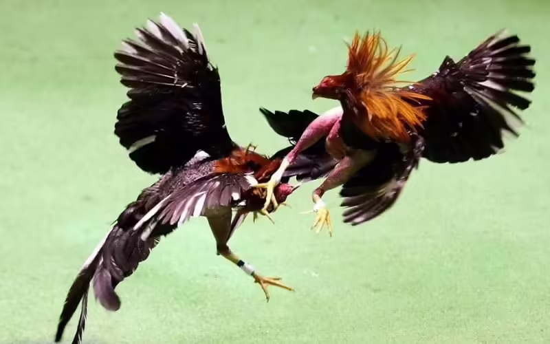 Đá gà Thomo gắn liền với văn hóa dân gian của người Khmer